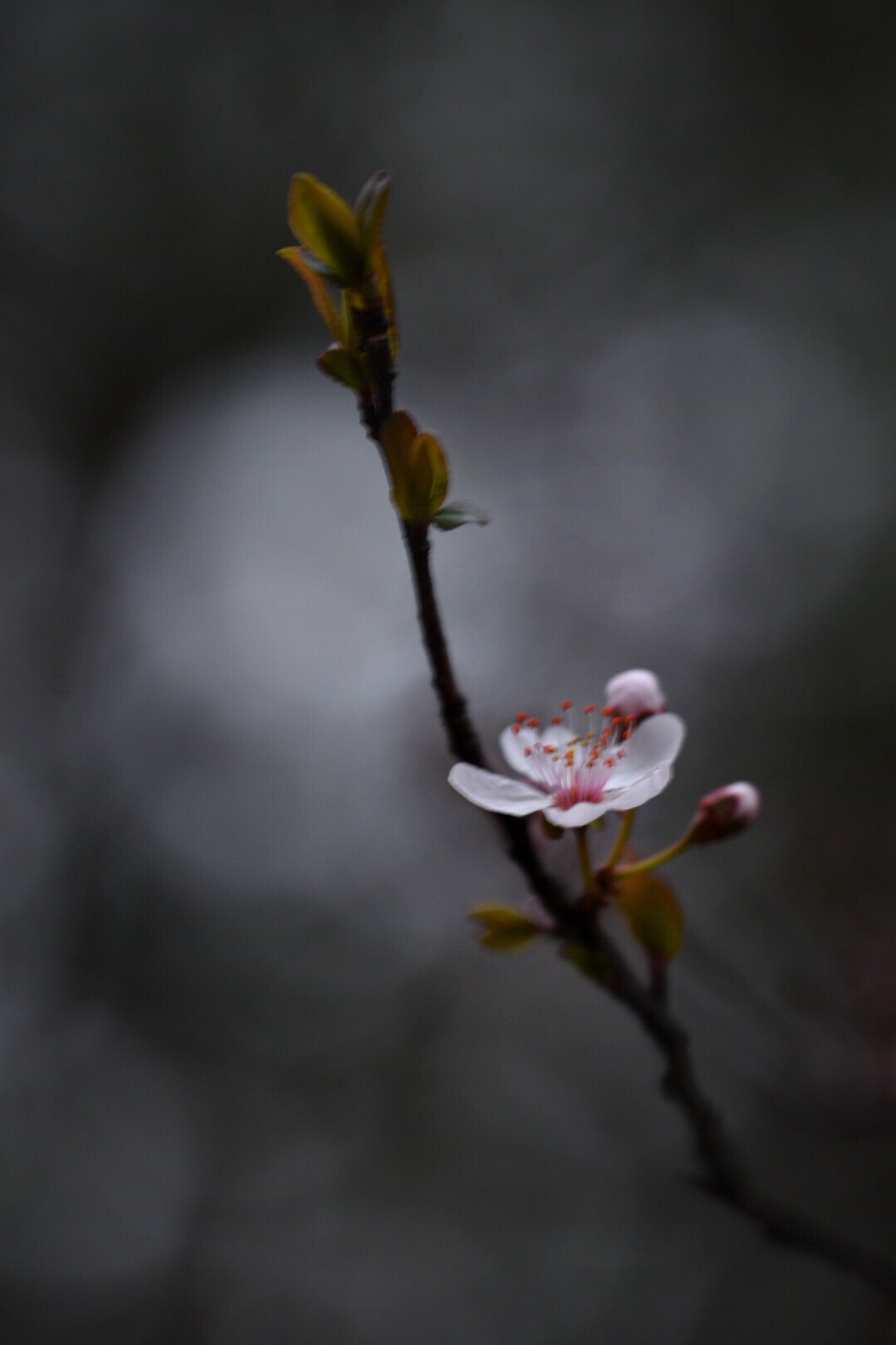 初春素雅的李花特别美
