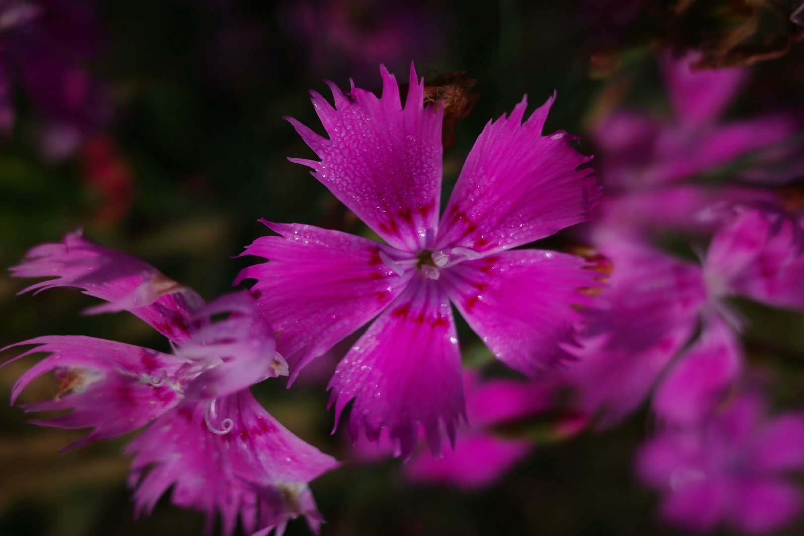 植物相册 石斑竹_高清图集_新浪网