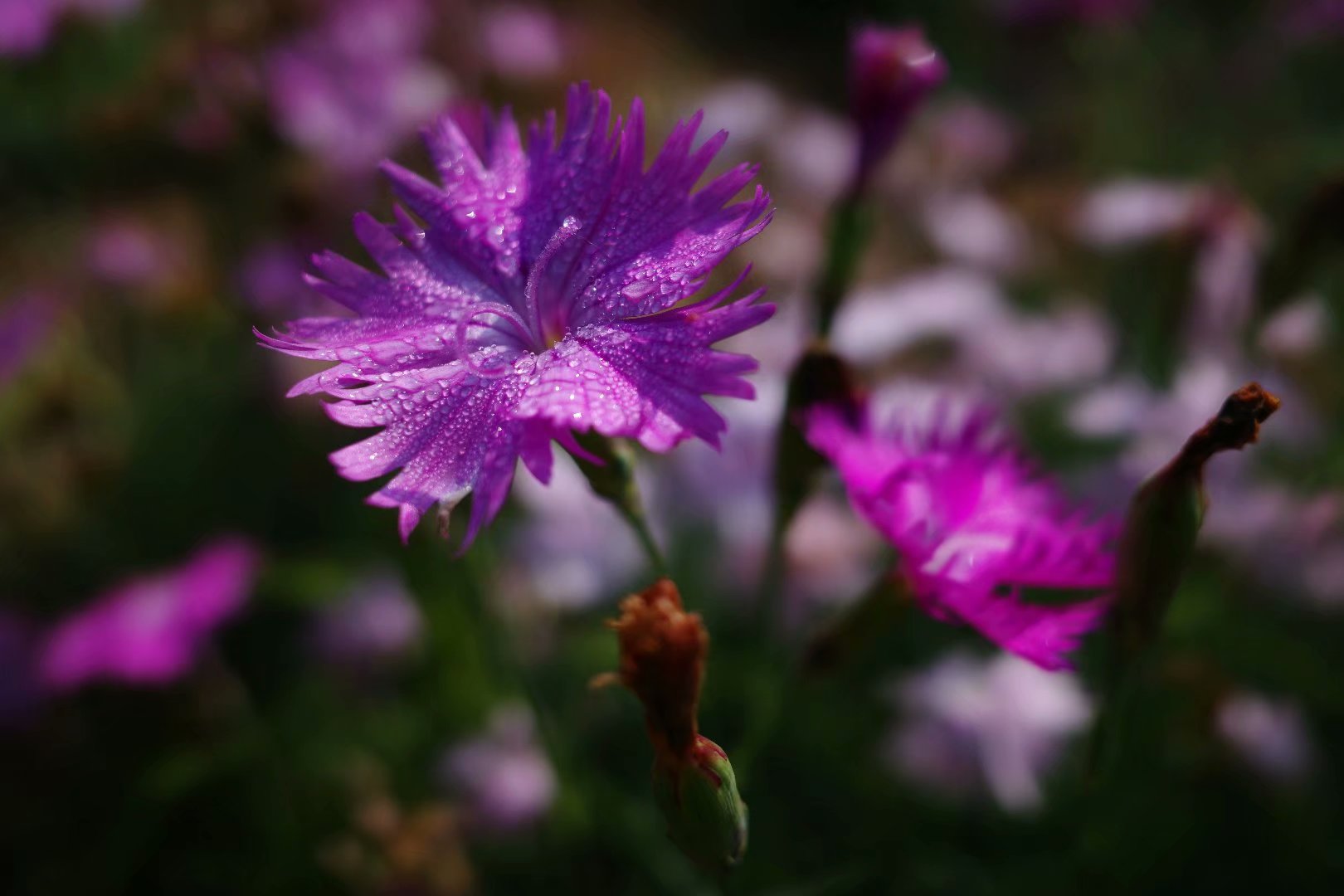 植物相册 石斑竹