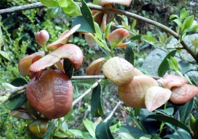 江西人常吃这种野果别看长得歪瓜裂枣花钱都难买到