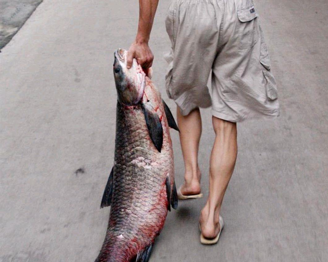 夏季钓青鱼就这几招 明白青鱼食性鱼获就能钓的多 财经头条 夏季钓青鱼就这几招 明白青鱼食性鱼获就能钓的多 财经头条