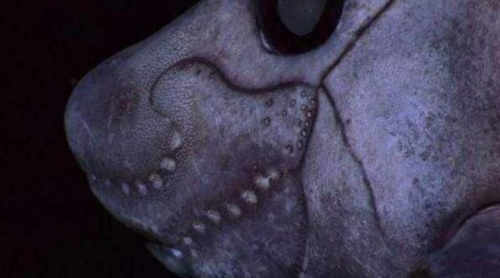 人类首次拍到"深海幽灵",全身布满"补丁",如同尸体平凑而成