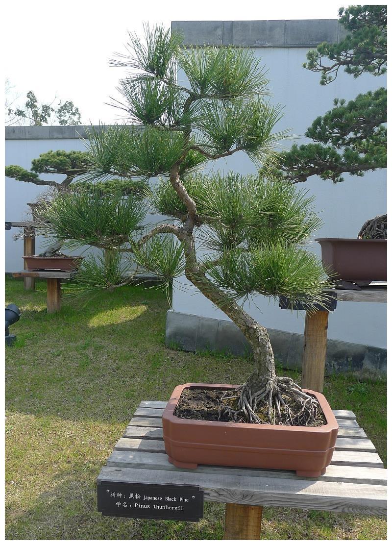 初学盆景一学就会的修剪方法__财经头条