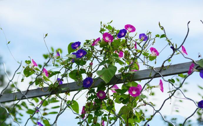 花开美艳,灵气十足,花期长量大,新手必入|爬藤|牵牛花|花开_新浪新闻