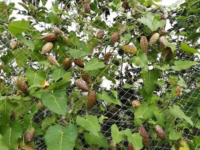 田间地头的老瓜瓢,外表像苦瓜瓤像丝瓜种子像蒲公英,你还记得么_高清