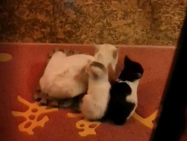 猫妈受到女孩恩惠，她随口说可以带孩子来，隔天它真带上3只小猫休闲区蓝鸢梦想 - Www.slyday.coM