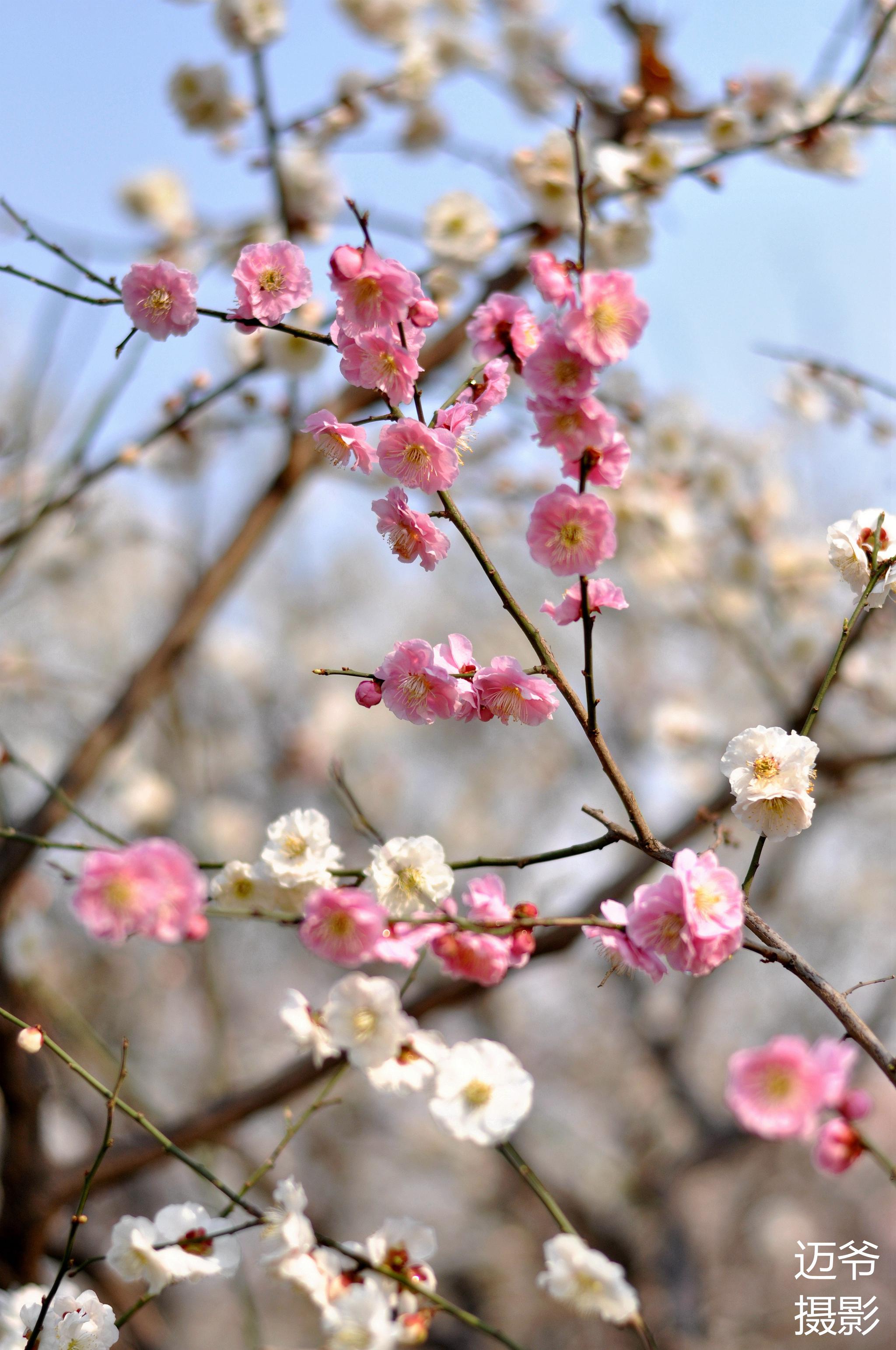 梅花【原创摄影】