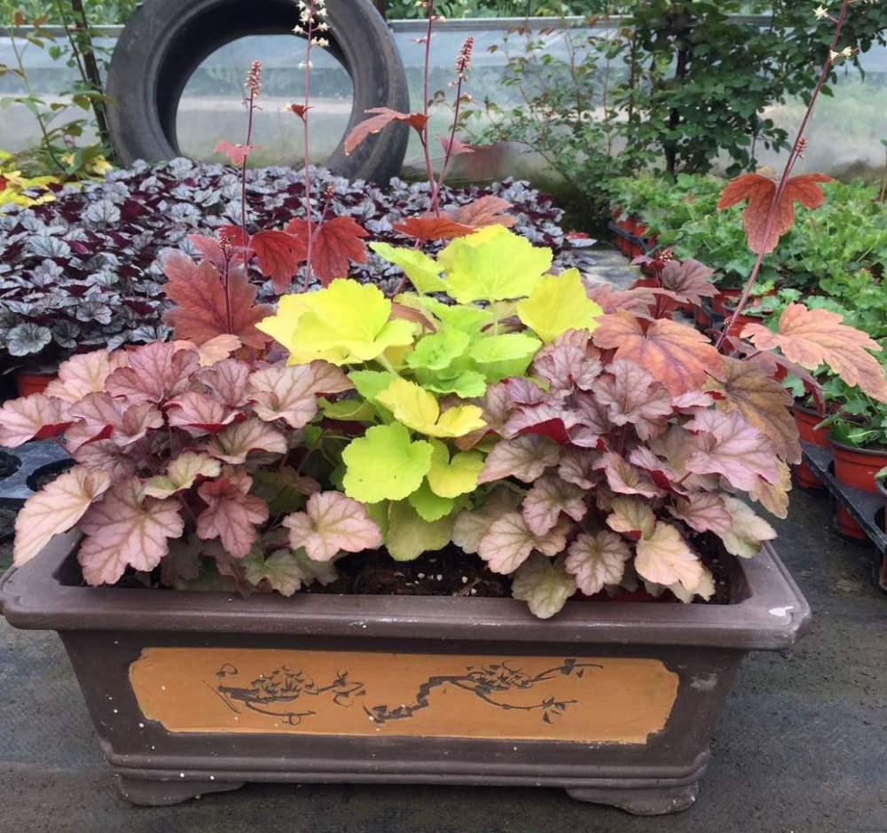 夏天矾根不好养可能是你没掌握技巧