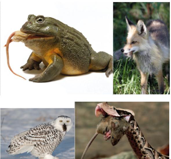 除猫外,狐狸,蛇,猫头鹰,牛蛙等动物也经常吃老鼠.