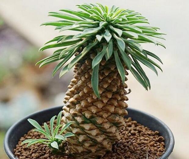 铁甲麒麟怎么养殖?注意以下这6个事项