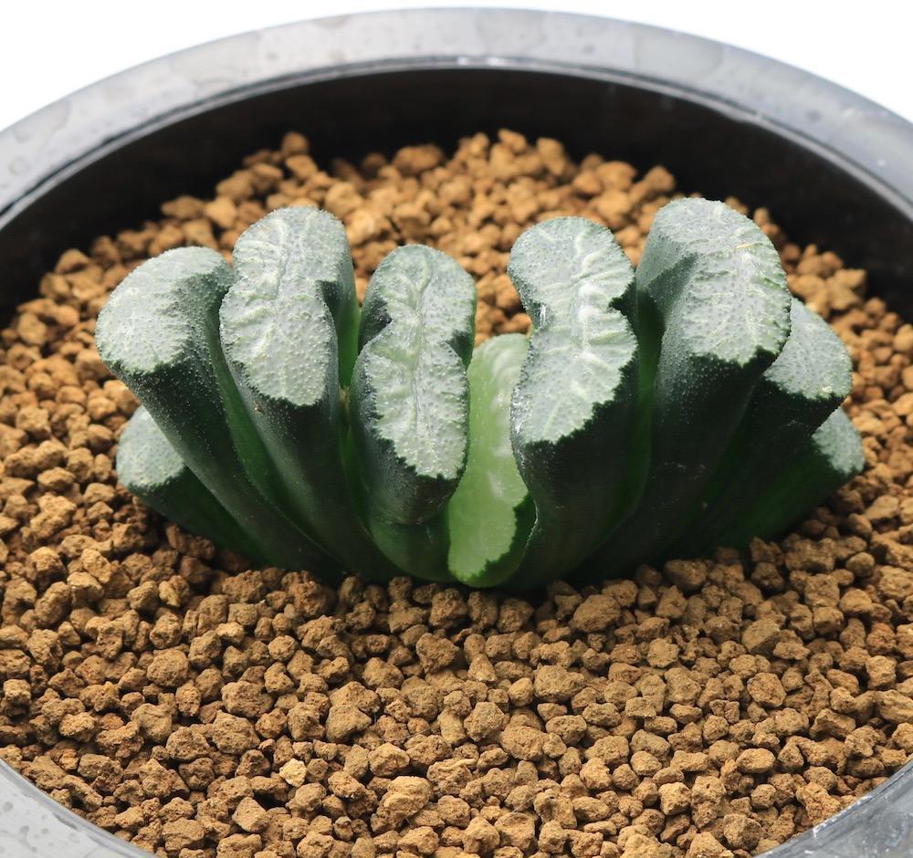 多肉玉扇经常喷水,是好还是坏?来看看这三点就知道