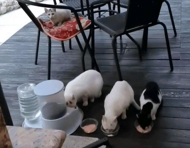 猫妈受到女孩恩惠，她随口说可以带孩子来，隔天它真带上3只小猫休闲区蓝鸢梦想 - Www.slyday.coM