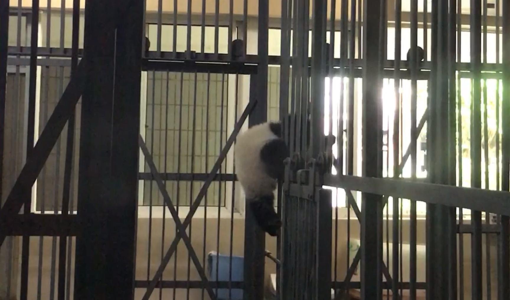 大熊猫宝宝一起越狱，“团子山”成功逼疯奶爸，接下来千万憋住休闲区蓝鸢梦想 - Www.slyday.coM