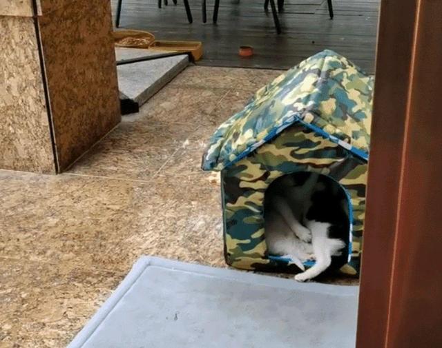 猫妈受到女孩恩惠，她随口说可以带孩子来，隔天它真带上3只小猫休闲区蓝鸢梦想 - Www.slyday.coM