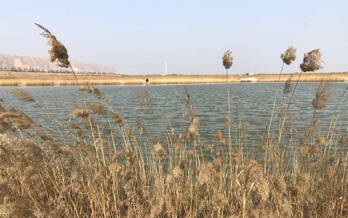 古稀老人爱垂钓,芦苇塘边一坐一天,说能不能钓到鱼并不重要