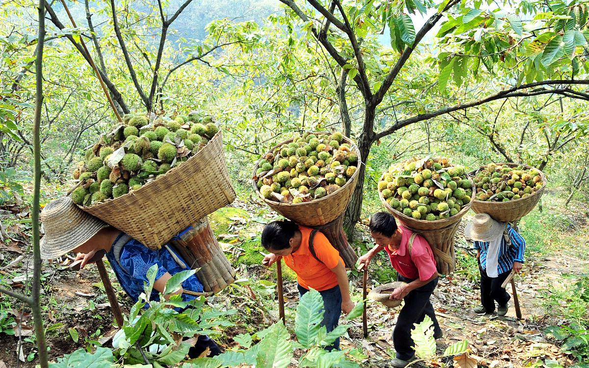 大家是否见过板栗的绿外衣,宝鸡市场板栗1斤5元,买的人真多