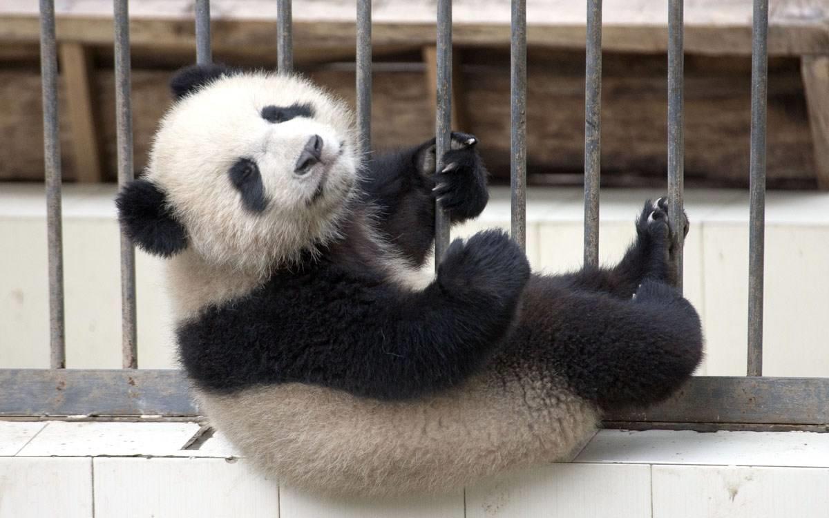 大熊猫宝宝一起越狱，“团子山”成功逼疯奶爸，接下来千万憋住休闲区蓝鸢梦想 - Www.slyday.coM
