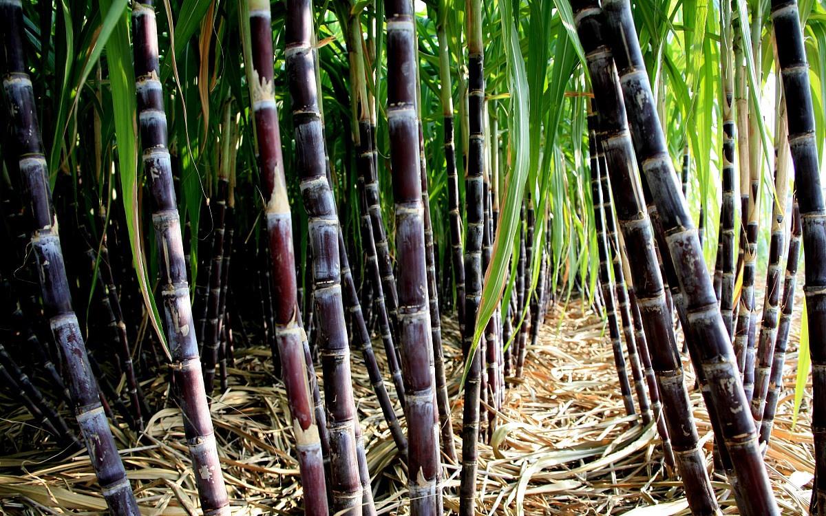 甘蔗,儿时甜蜜的记忆!