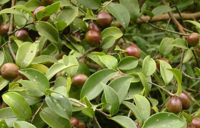 野生一斤100元, 种植一斤70元, 极受欢迎, 越来越多农民种植