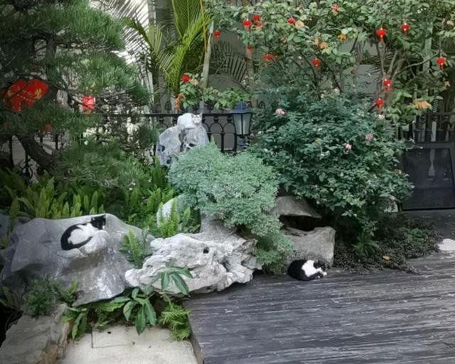 猫妈受到女孩恩惠，她随口说可以带孩子来，隔天它真带上3只小猫休闲区蓝鸢梦想 - Www.slyday.coM