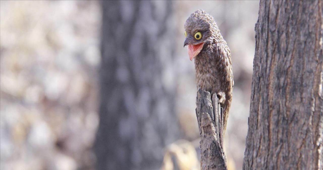 它是自然界中的木头鸟一出生就伪装成树木一装就是一辈子
