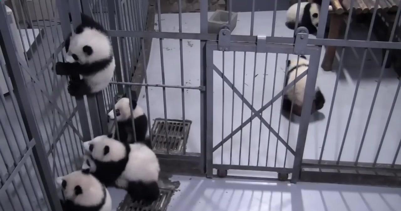 大熊猫宝宝一起越狱，“团子山”成功逼疯奶爸，接下来千万憋住休闲区蓝鸢梦想 - Www.slyday.coM