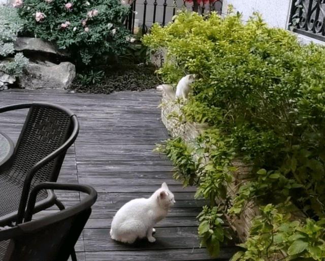 猫妈受到女孩恩惠，她随口说可以带孩子来，隔天它真带上3只小猫休闲区蓝鸢梦想 - Www.slyday.coM