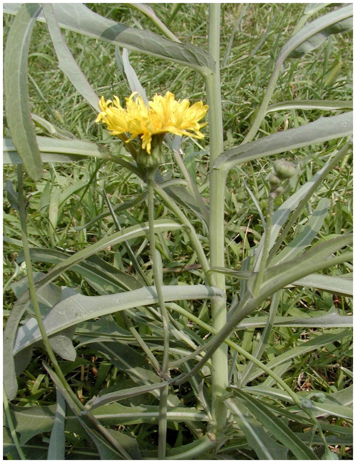 麦田边这个野生草,营养价值高,还可以做凉菜,可惜很多人都不吃__财经