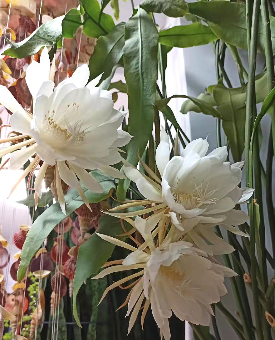 据李先生介绍,这株昙花在他家生活了15年之久.