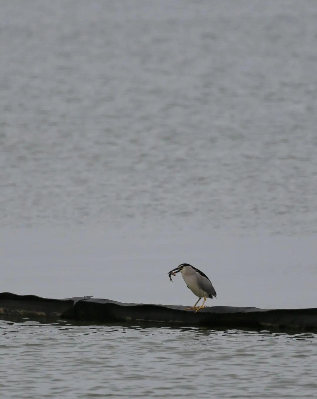 夏候鸟来了！安徽巢湖沿岸湿地，迎来候鸟迁徙高峰__财经头条