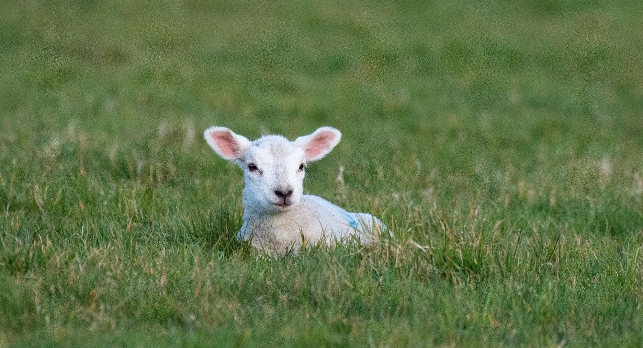 来自英国埃克斯穆尔的小羊羔,可爱至极