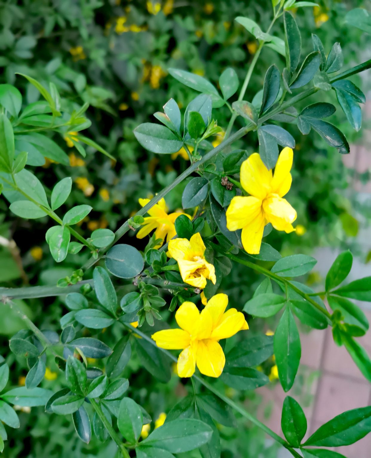 3小叶复叶交互对生,叶卵形至矩圆形.