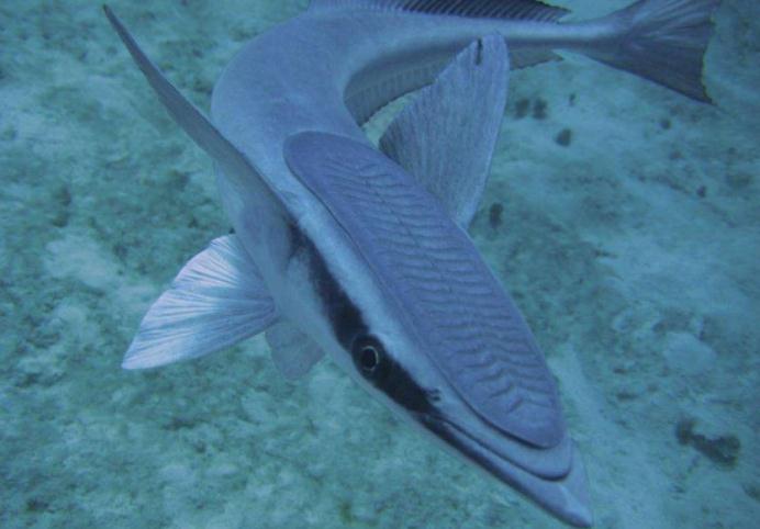 不懂物理的吸盘鱼,吸力强大超过任何精工品,常被人