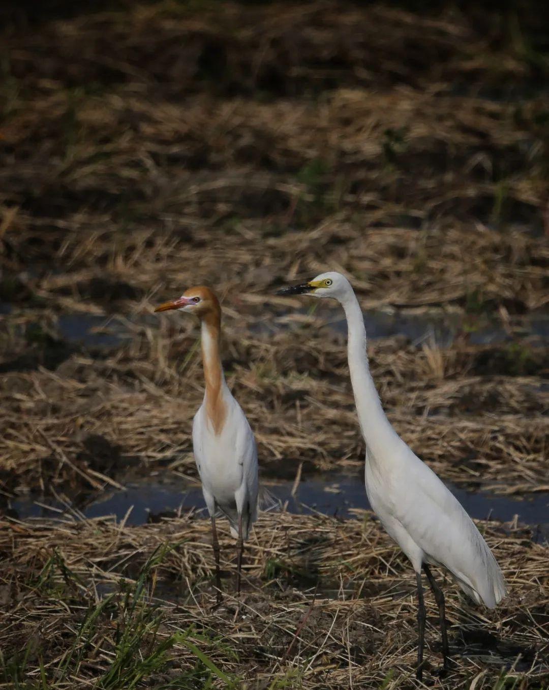 夏候鸟来了!安徽巢湖沿岸湿地,迎来候鸟迁徙高峰