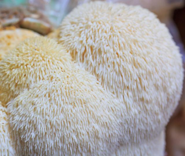 「超百科1353」"猴头菇"得名由来?