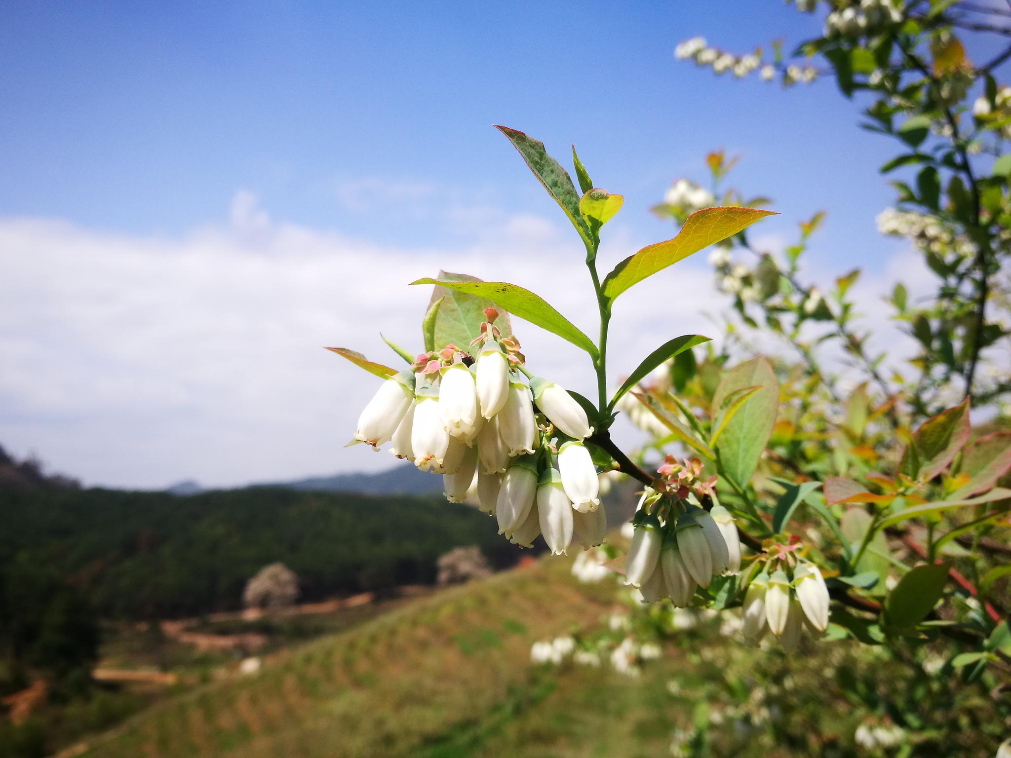 一起共同关注,欣赏贵州麻江县蓝莓基地里的"阿娜多姿"绚丽的蓝莓花吧