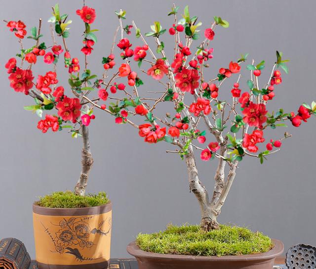 它被称 红宝石 是我见过最美的海棠花 认识的人不多