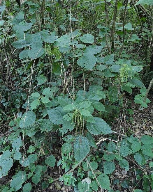 它是治疗皮肤病"特效药",学名焮麻,农村很常见,遇到请重视!__财经头条