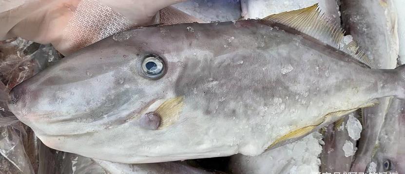 剥皮鱼的学名叫什么