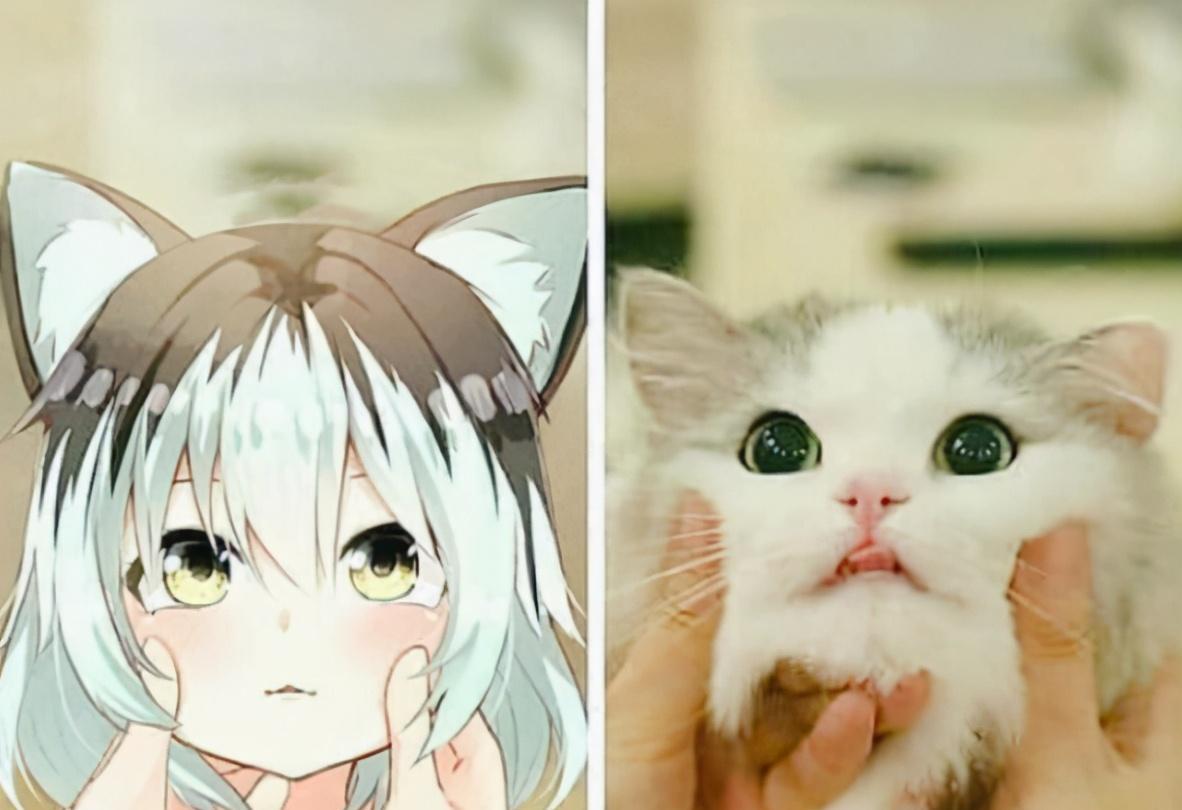 当猫咪闯入二次元小白猫奶萌奶萌小花猫无缝切换动漫角色