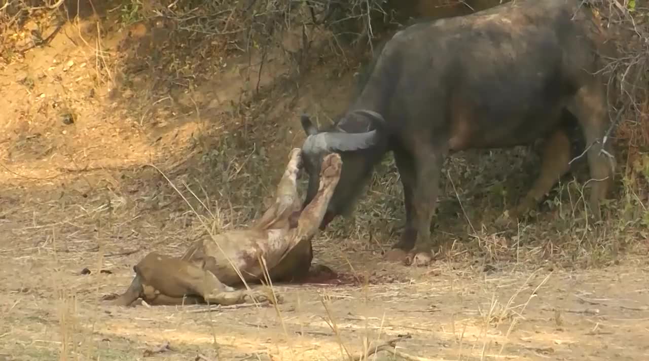 史上死的最惨的狮子,眼睁睁看着自己被野牛杀死!