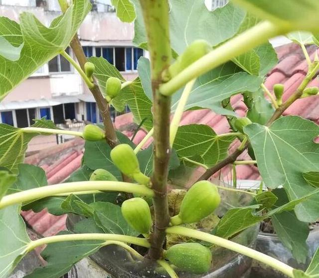 只要大肥大水又通风,一个个枝挂满果,又大又甜|无花果|盆栽|阳台_新浪