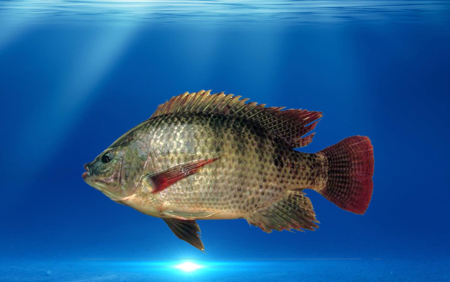 怎样才能钓到罗非鱼罗非鱼喜欢吃哪些食物罗非鱼的生活习性