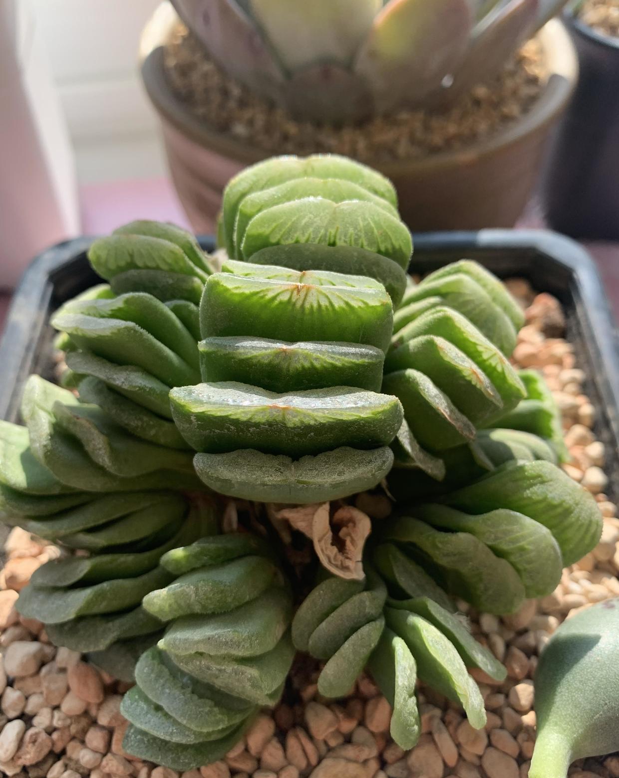 养了4年的草玉扇变成大群生1棵分成7棵越看越霸气