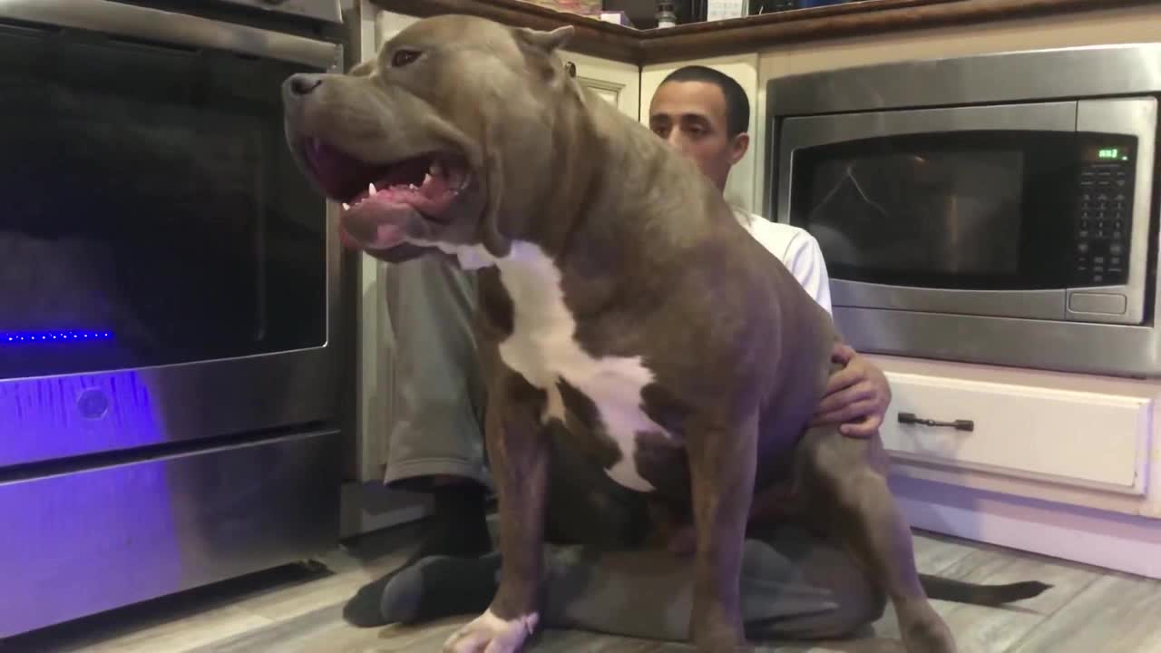 铲屎官与巨大的恶霸犬在厨房等待吃的 恶霸犬发现了自己的孩子 铲屎官与巨大的恶霸犬在厨房等待吃的 恶霸犬发现了自己的孩子