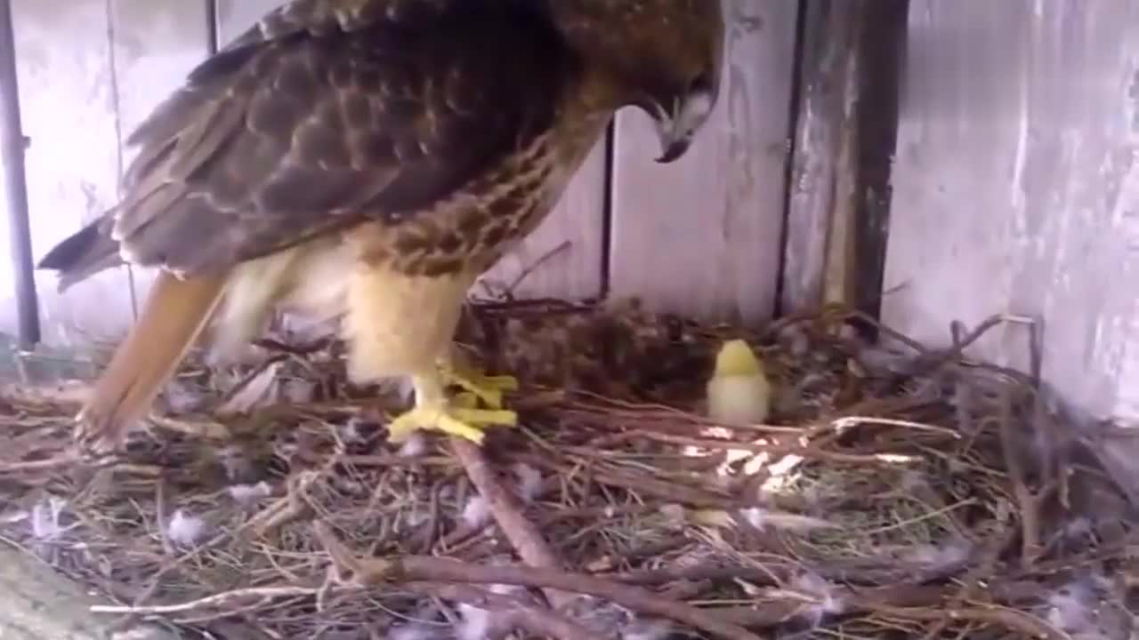 老鹰怎么也想不到,自己会孵出一只小鸡