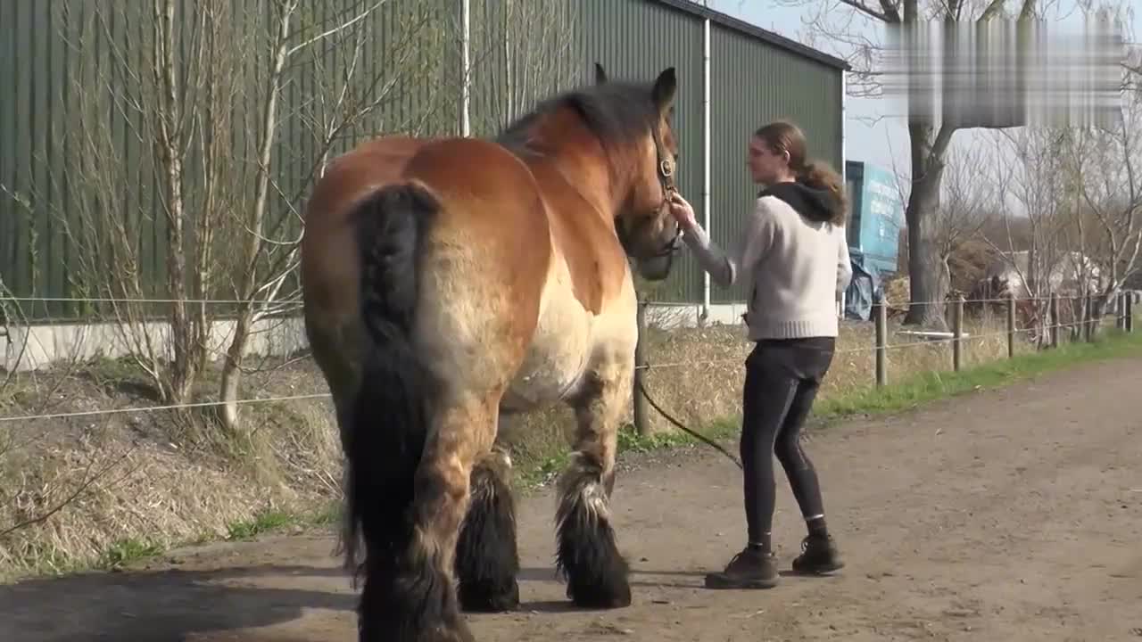 非常强壮的马,四肢发达,一看就充满了力量
