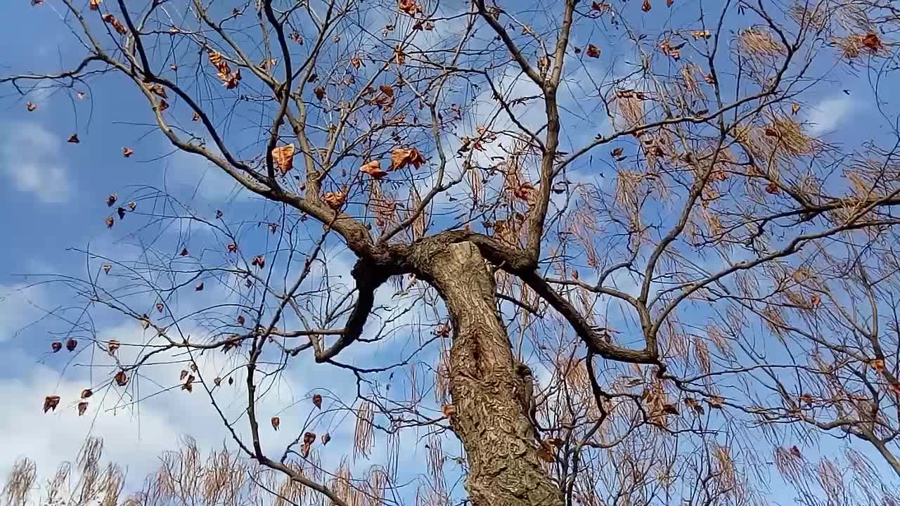 冬天的栾树,原创视频