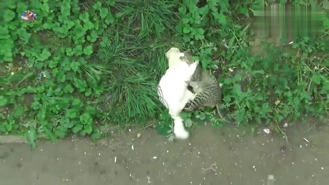 两只猫不要命地打了起来，抱在一起互相踢