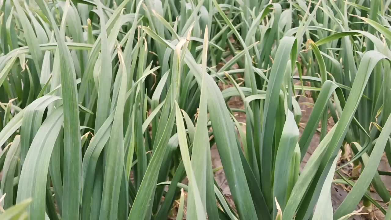 自己配制大蒜抽薹剂,能让大蒜早抽薹,蒜薹生长快